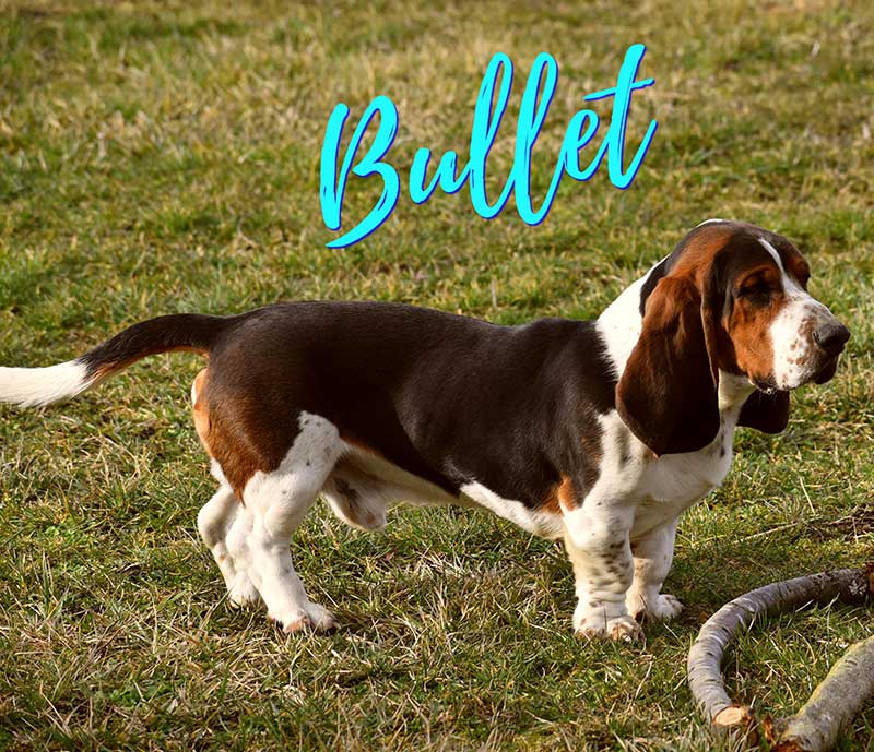 male Basset Hound