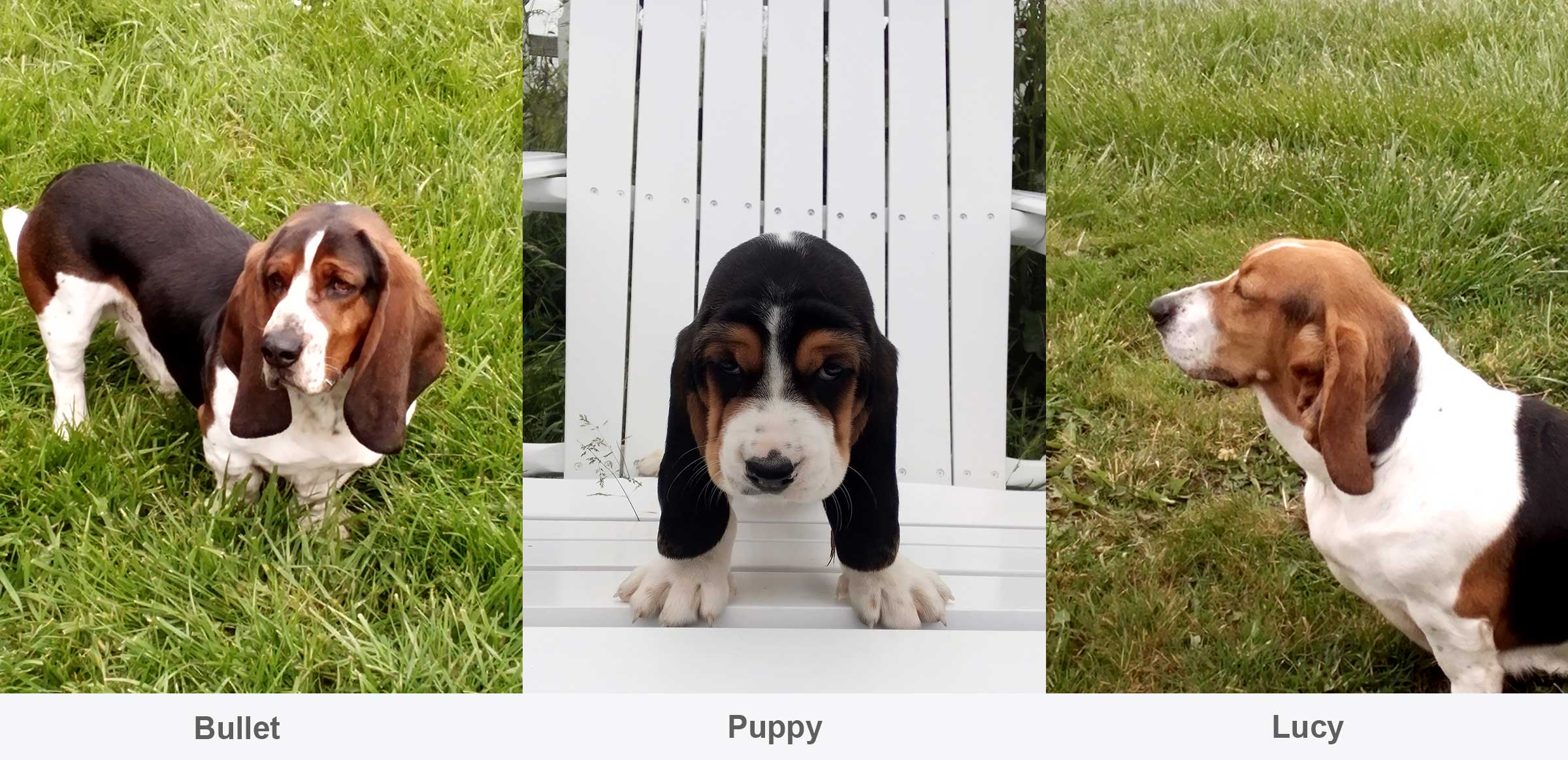 Basset Hounds and puppy
